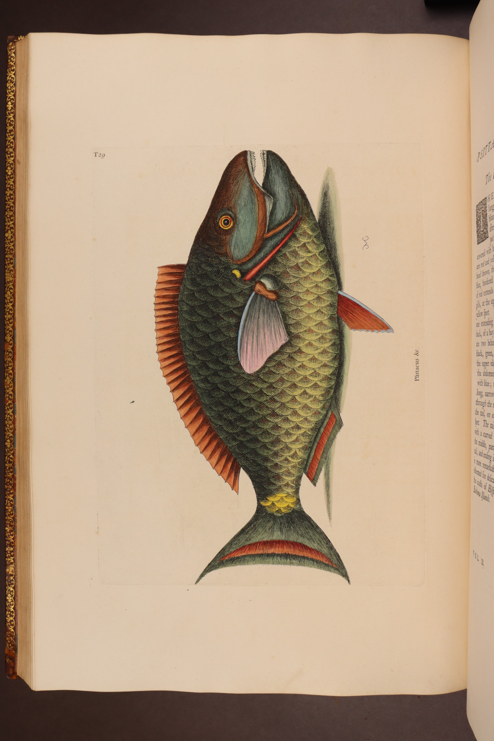 Plate 29